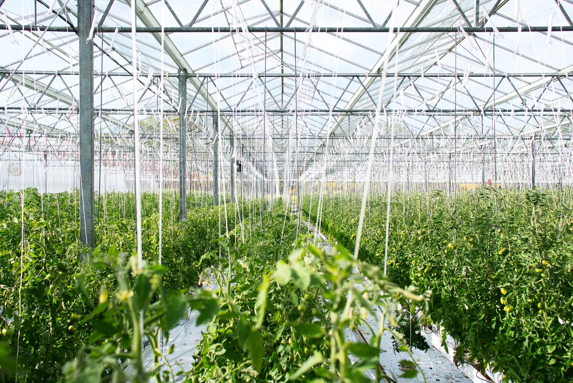 Sustainable Farming with Gotham Greens