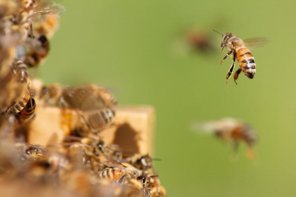 HoneyColony – Organic wellness products and community